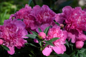 Fresh, just-bloomed large, bright pink peonies in the garden. Different angles. Floriculture.