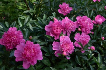 Fresh, just-bloomed large, bright pink peonies in the garden. Different angles. Floriculture.