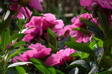 Fresh, just-bloomed large, bright pink peonies in the garden. Different angles. Floriculture.