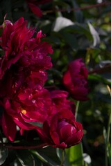 Fresh, just-bloomed large, dark pink peonies in the garden. Different angles. Floriculture. Close up.