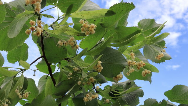 Tilia, Ramo di tiglio con piccoli fiori gialli e profumati raccolti in ombrelle