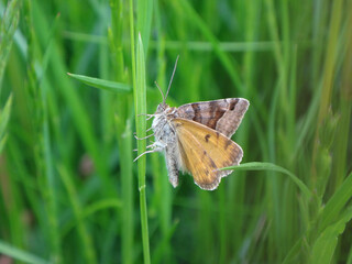 Fototapeta premium The burnet companion moth (Euclidia glyphica) resting on a blade of grass