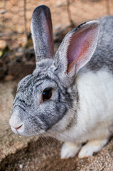 Fototapeta premium Cute grey rabbit sitting on straw Fluffy grey bunny on farm background Pet rabbit with soft fur close-up Domestic gray rabbit resting on hay