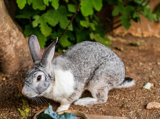 Cute grey rabbit sitting on straw
Fluffy grey bunny on farm background
Pet rabbit with soft fur close-up
Domestic gray rabbit resting on hay