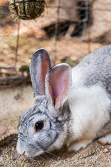 Cute grey rabbit sitting on straw
Fluffy grey bunny on farm background
Pet rabbit with soft fur close-up
Domestic gray rabbit resting on hay