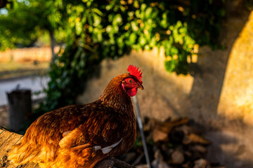 Brown hens with fresh eggs on rural farm
Free-range brown chickens and eggs in natural setting
Domestic hens with farm-fresh eggs
Brown chicken pecking near straw nest with eggs