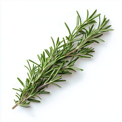 Fototapeta premium Rosemary Branch Isolated on White Background