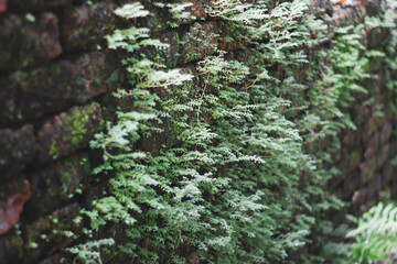 Peaceful Morning at Wat Mokklai – Rural Thai Temple and Worship

