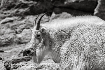 Mountain Goat
