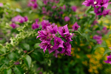 Close-Up of Vibrant Purple Flowers in a Garden Setting