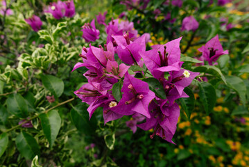 Obraz premium Close-Up of Vibrant Purple Bougainvillea Flowers in Bloom in a Lush Garden