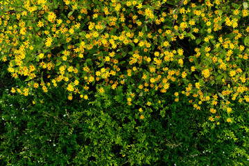 Top View of Vibrant Yellow Flowers and Green Foliage in Abundance