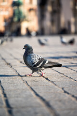 pigeon on the street