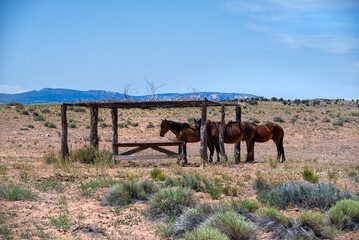 wild horses in the desert