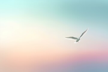seagull in flight