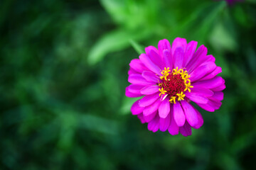 pink cosmos flower