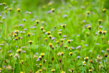 meadow with flowers