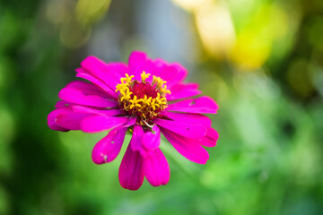 pink cosmos flower