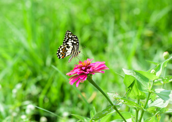 butterfly on a flower