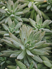 Succulent plants in the garden