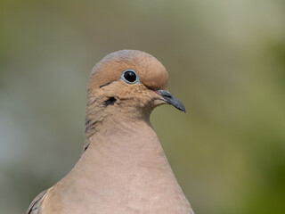 A close up of the head of a Mourning Dove showing the delicate features and subtle coloring