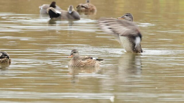 Female gadwall on the lake, female gadwall, a duck flutters its wings, shimmering brown pond, several ducks on the pond, female Mareca strepera
