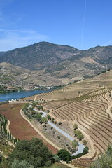 view from the top of the hill of the vineyard in douro region in portugal