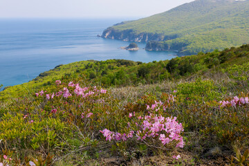 Flowering Rhododendron Schlippenbach in the seashore