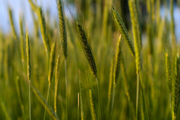 swaying barley in the farm