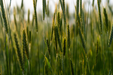 swaying barley in the farm