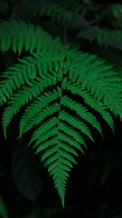 fern leaf in the forest