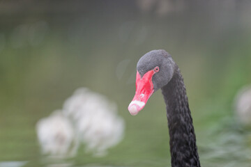 Obraz premium Black Swan on the Lake