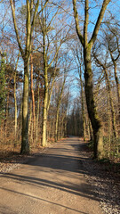Hiking trail at Ohligser Heide natural reserve during a winter season in Solingen, North Rhine-Westphalia, Germany