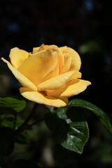Close-up view of a yellow Hybrid T Rose flowering in springtime