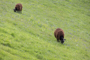 Two Black sheep on a hillside in Devon