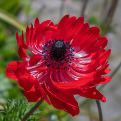 Hybrid red Poppy, Anemone coronaria, flowering in Dartmouth Devon UK
