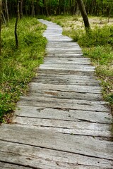 Fototapeta premium 森に続く木道