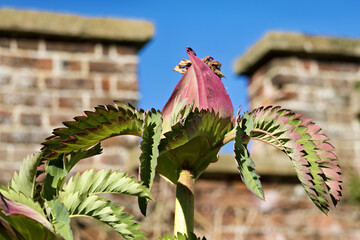 Tall Cape honey-flower, Melianthus major L. growing in Walmer, Kent, UK
