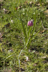 Snakes Head Fritillary, Fritillaria  meleagris L, flowering in Kent, UK