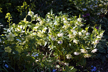 Lenten-rose, Helleborus orientalis Lam., flowering in the spring sunshine in Kent, UK