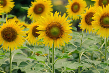 Obraz premium Sunflowers bloom beautifully on a sunny day.