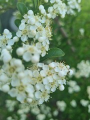 white flowering pyracantha bushes