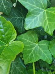 fresh green  leaves of ivy
