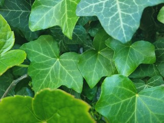 Obraz premium fresh green leaves of ivy
