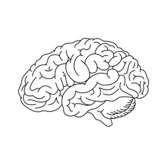 Brain organ icon line drawing, hand drawn simple organ vector illustration, infographic line, illustration design for school science education.
