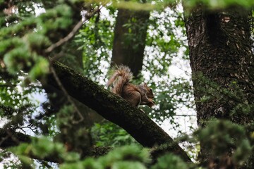 Squirrel perched on tree branch in Central Park, New York