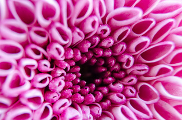 Bright pink macro flower with vivid curved petals in full bloom.