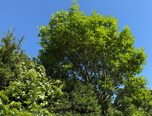A vibrant tree with lush green leaves stands against a clear blue sky, surrounded by other greenery. The scene captures the essence of a sunny day and the freshness of nature in, Harden, Bingley, UK