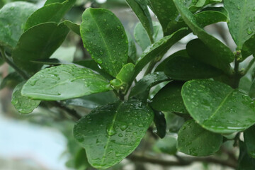 rain drops on leaves