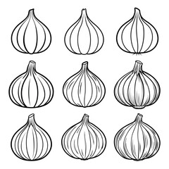Set of Garlic Line Art Illustration